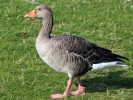 Greylag Goose (WWT Slimbridge October 2011) - pic by Nigel Key